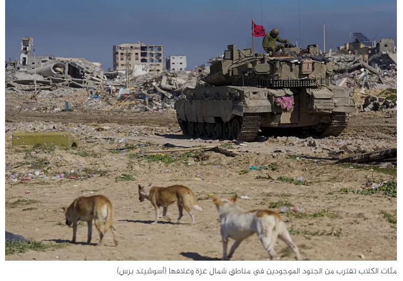 عدو مفاجئ.. ألف من الكلاب الضالة تتسلل لإسرائيل وتهاجم جنود الاحتلال